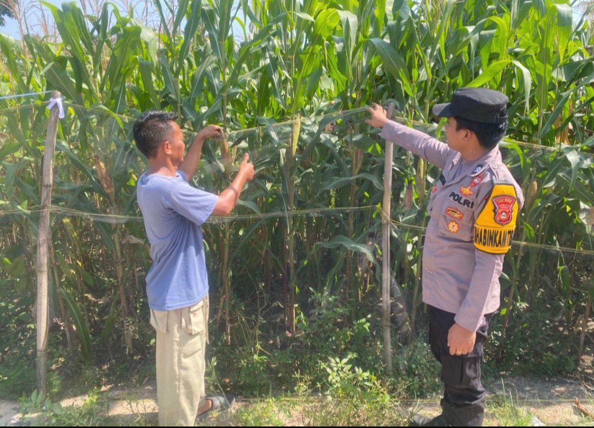 Sinergi Tanpa Batas: Polsek Belitang I Pantau Lahan Jagung Setengah Hektar Milik Pak Taufik