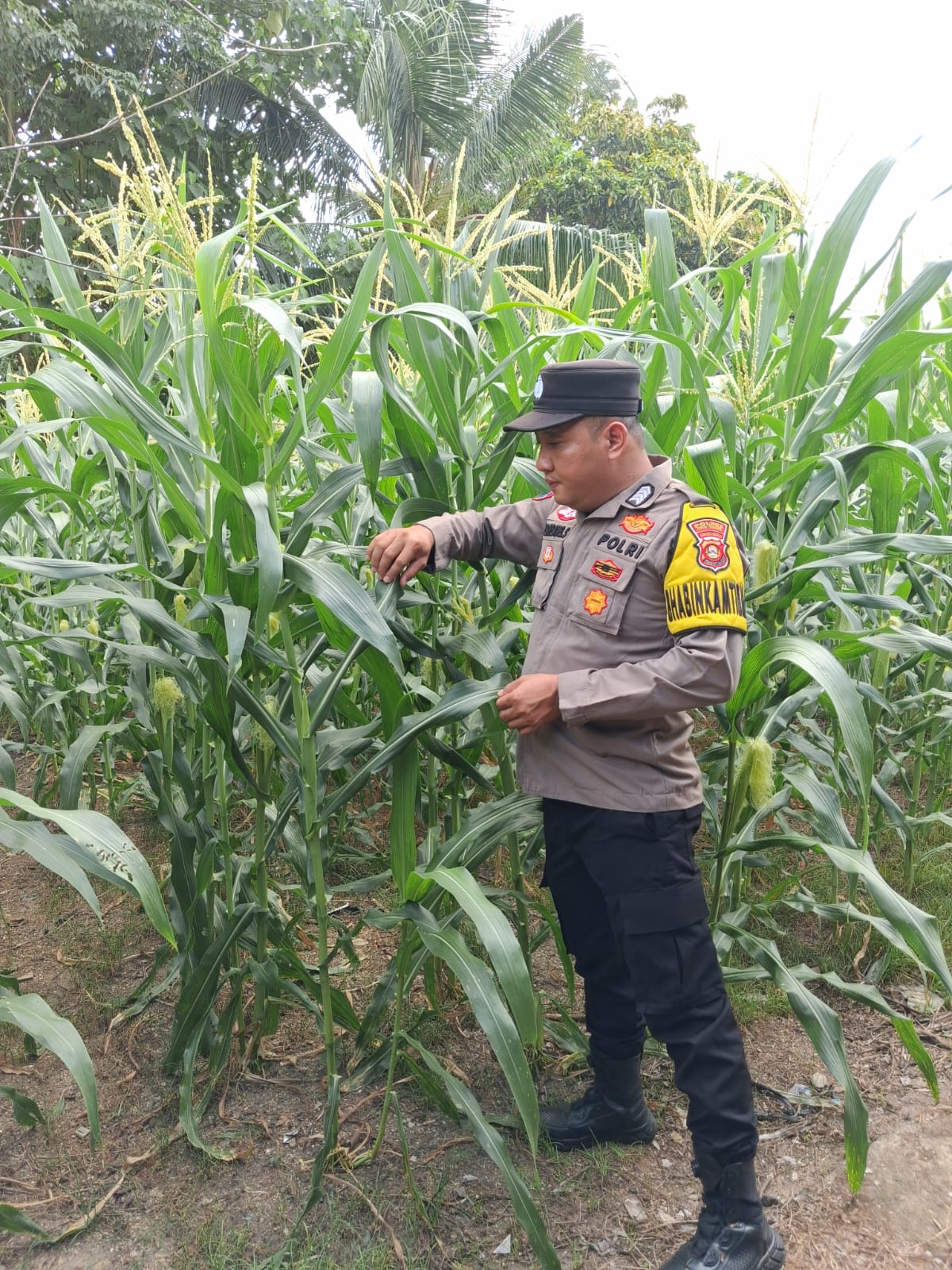 Dukung Ketahanan Pangan Nasional, Polsek Belitang I Lakukan Pemantauan Rutin Lahan Pertanian Warga