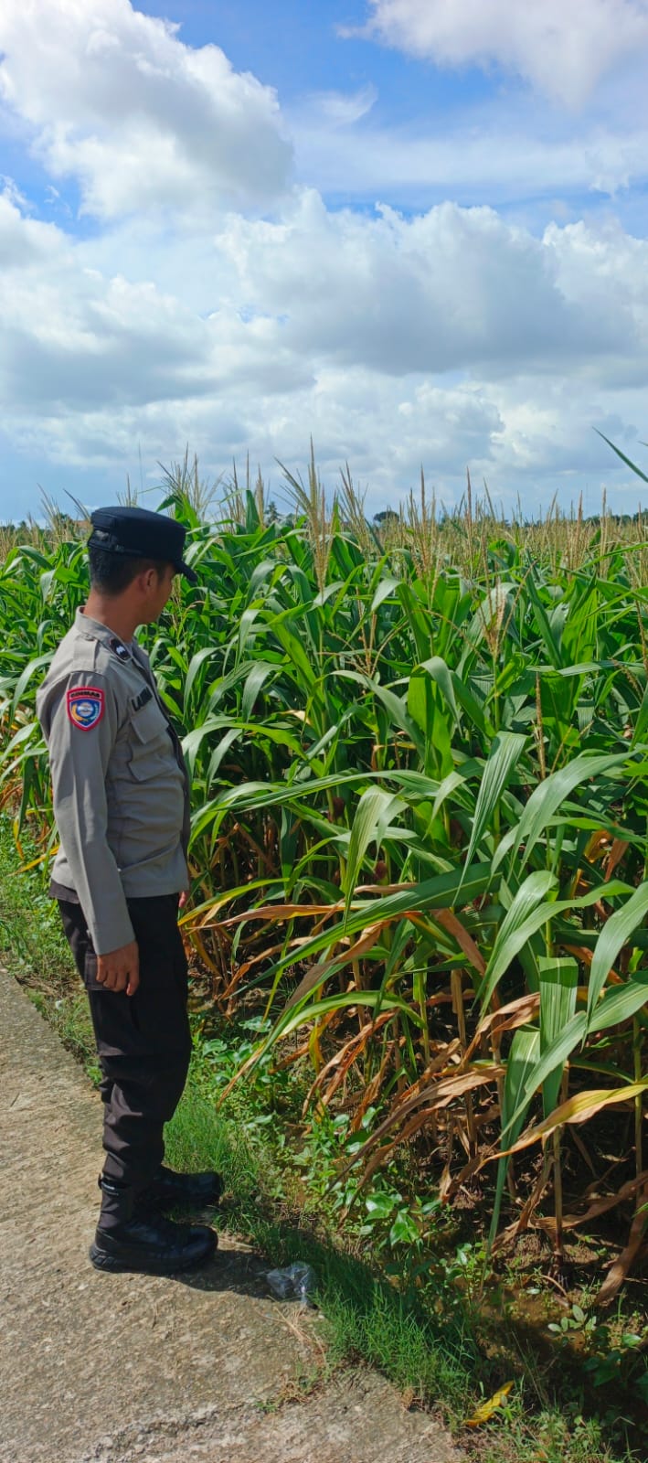 Mengakar di Bumi Tegalrejo: Ketika Seragam Cokelat dan Petani Jagung Bersatu Demi Pangan Desa
