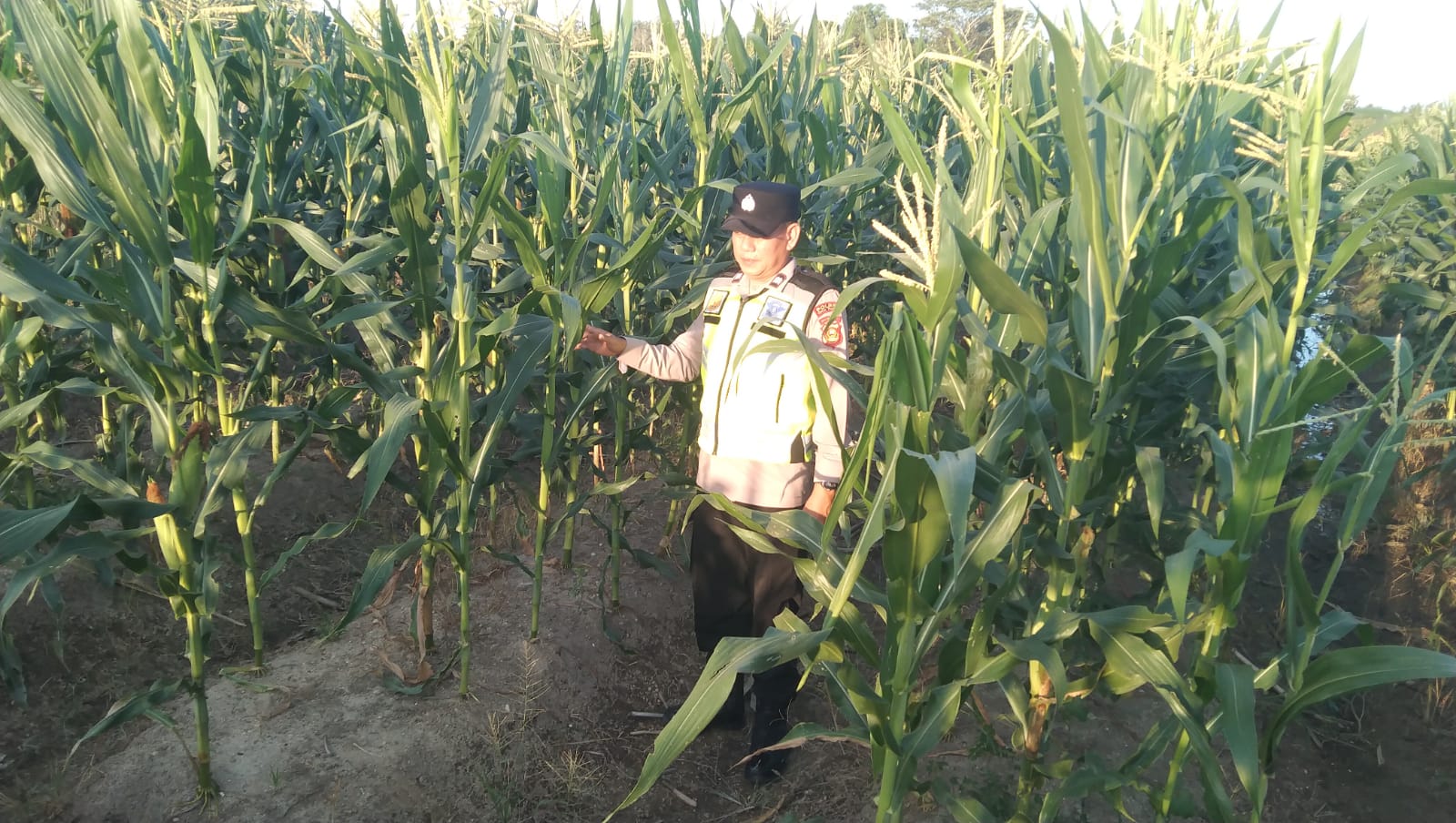 Dorong Swasembada Pangan, Aiptu Tandian Cek Langsung Kebun Jagung Warga di Desa Harjowinangun