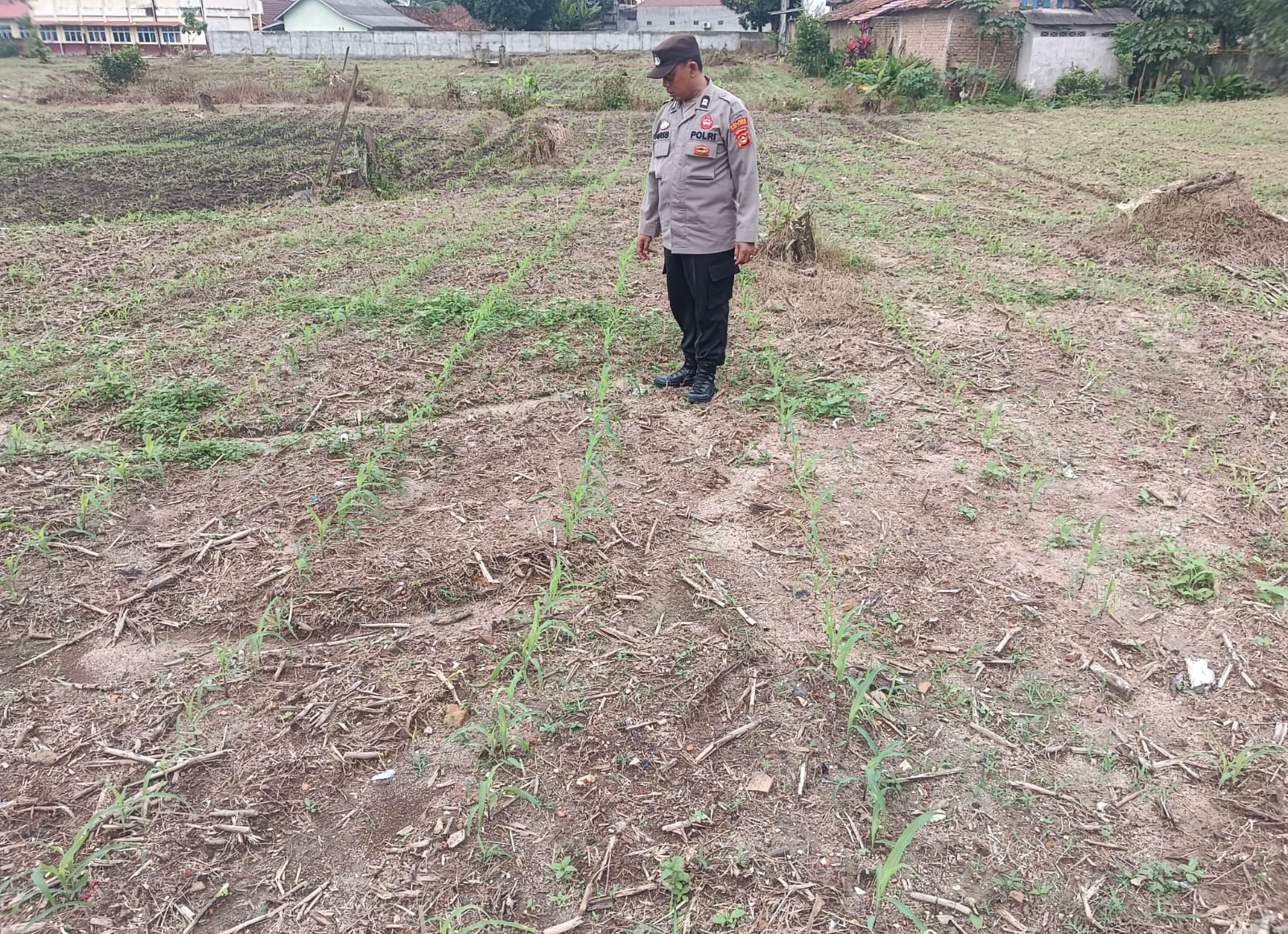 Dukung Program Ketahanan Pangan Nasional, Polsek Belitang I Sambangi Petani Jagung di Desa Gunung Mas